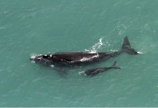 Um total de 42 baleias-francas (20 mães acompanhadas de filhotes e 2 adultas sozinhas) foram avistadas no monitoramento. Foto: Divulgação/Instituto Australis