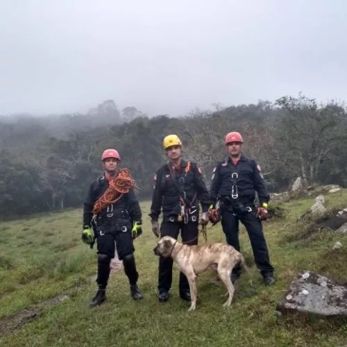 Tigre, assim como é chamado, foi resgatado por uma equipe de bombeiros de Santa Cruz do Sul. Foto: Corpo de Bombeiros / Divulgação