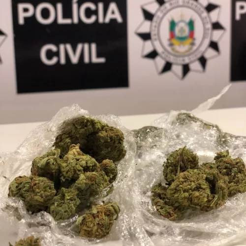 Droga apreendia durante a operação. Foto: Polícia Civil/Divulgação