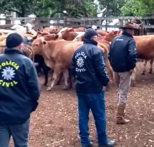 Os terneiros foram localizados em uma propriedade rural. Foto: Divulgação/Polícia Civil