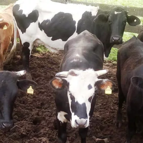 Os animais, que são das pelagens angus, red angus e holandesas. Foto: Polícia Civil/Divulgação