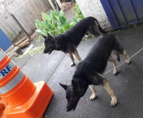 Imagem dos dois cachorros que foram encontrados. Foto: Divulgação/PRF