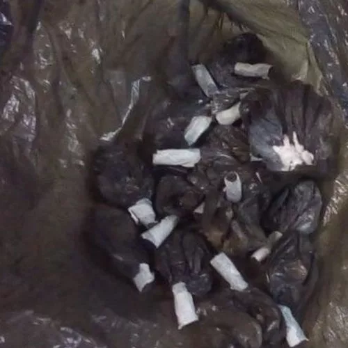 18 buchas estavam acondicionadas em um pedaço de saco de lixo. Foto: Divulgação/BM
