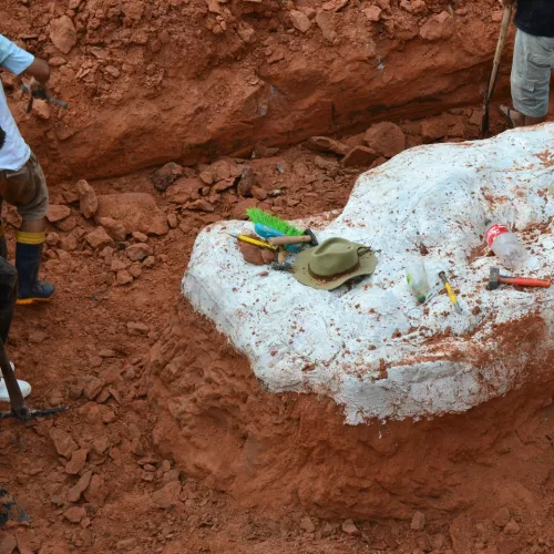 Fósseis foram escavados de rochas triássicas. Foto: CAPPAUFSM/Divulgação