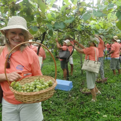 Colheita da uva Goethe na Vigna Mazon. A tradicional celebração ocorrerá de 18 a 20 de janeiro. Foto: Divulgação