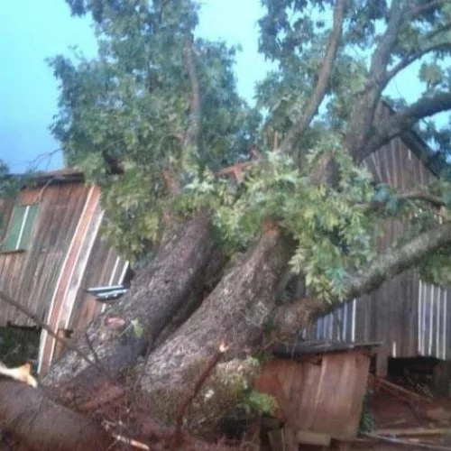 Árvore caiu sobre uma casa de madeira.  Foto: Divulgação/Prefeitura Rio dos Índios
