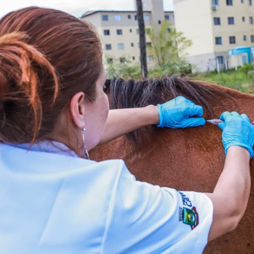 Operação percorreu o bairro Niterói para avaliar a situação da saúde de cavalos utilizados para puxar carroças. Foto: Derli Colombo/Divulgação