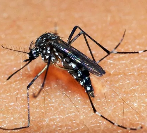 Verão é a época do ano mais propícia para a circulação do Aedes aegypti. Foto: Arquivo Palácio Piratini