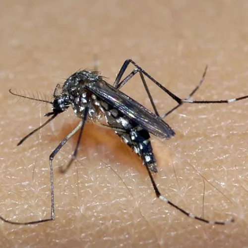Mosquito Aedes aegypti é o transmissor da dengue, zika e chikungunya. Foto: Divulgação/SES