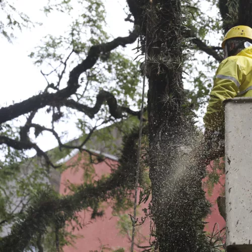 Equipes removendo árvore com risco de queda na Praça Dom Feliciano. Foto: Luciano Lanes/PMPA