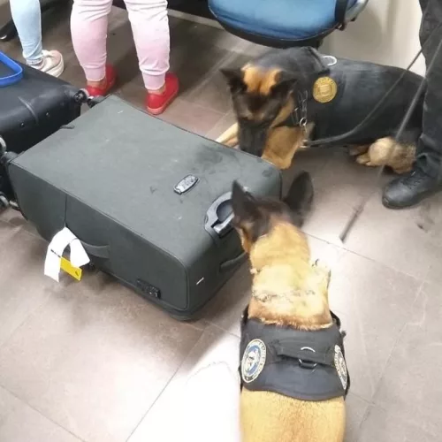 A droga foi detectada pelos cães farejadores da Polícia Federal. Foto: Divulgação 