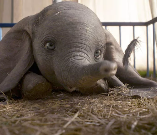 Dumbo será exibido para crianças com autismo acompanhadas de um adulto. Foto: Divulgação