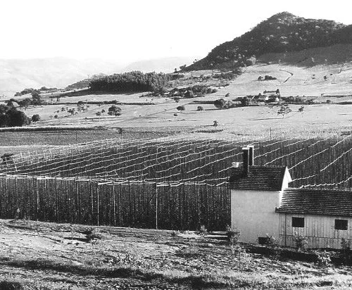 O austríaco Roland Hoblik cultivava e vendia lúpulo em Nova Petrópolis para cervejarias da época. Foto: Acervo da família Hoblik