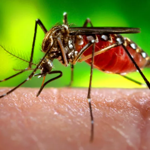O mosquito transmissor da doença é o Aedes aegypti. Foto: Divulgação