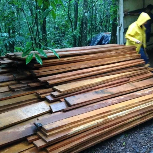 As madeiras, de espécies nativas de Mata Atlântica, serão utilizadas em reserva indígena de Maquiné. Foto: Divulgação / Sema