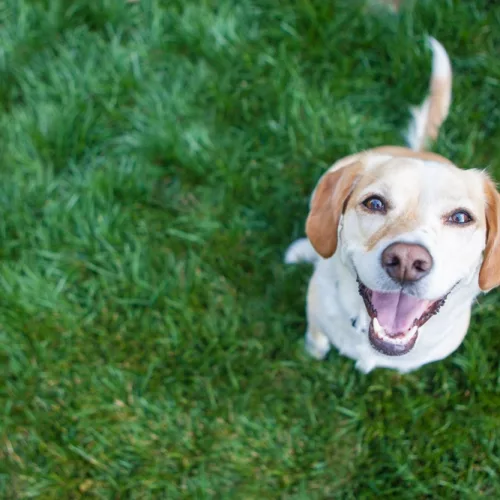 Um cão, em um gramado, olha para cima, mostrando a língua.