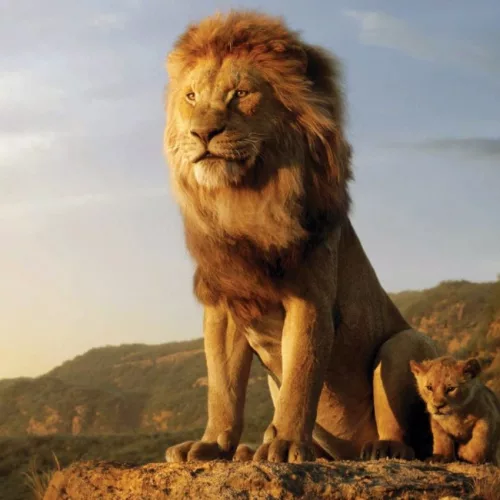 Leão e filhote em um pedra olham o horizonte.