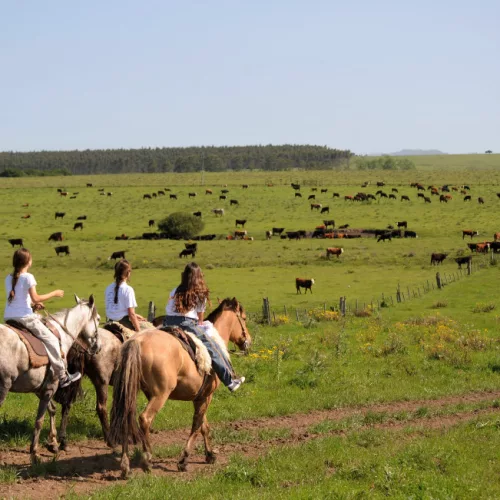 Em um campo, onde se observa animais pastando, três pessoas cavalgam enquanto outras duas, mais ao longe, fazem o mesmo.
