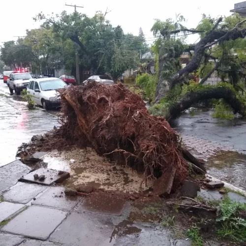Uma das quedas de árvores ocorreu na rua Marquês do Alegrete, no bairro São João.