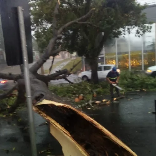 Árvore caiu na avenida Nonoai, zona sul de Porto Alegre. Foto: SMSUrb / divulgação