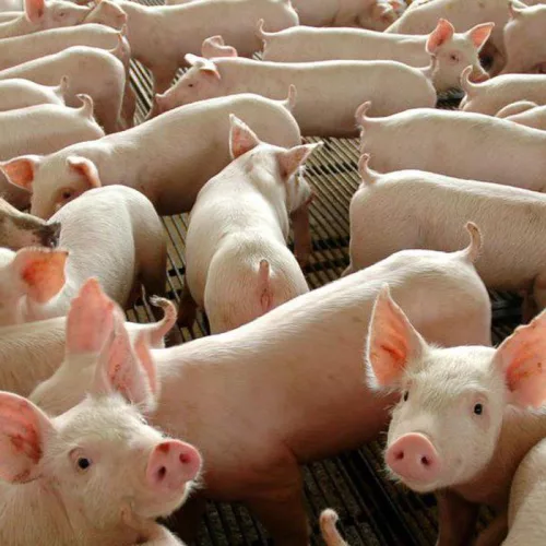 Estimativa é um aumento de exportações de carne suína para a China em torno de 40%, em relação ao ano passado. Foto: Divulgação/Gov.Federal