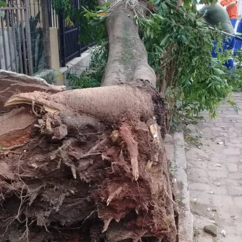 Árvore caiu no bairro Santo Inácio em Santa Cruz do Sul. Foto: Divulgação/Defesa Civil 