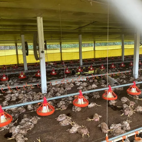 Cerca de 70 mil quilos de aves serão descartadas. Foto: Divulgação/Defesa Civil 