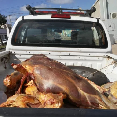 A carne apreendida será destinada ao zoológico de Sapucaia do Sul. Foto: Policia Civil/Divulgação