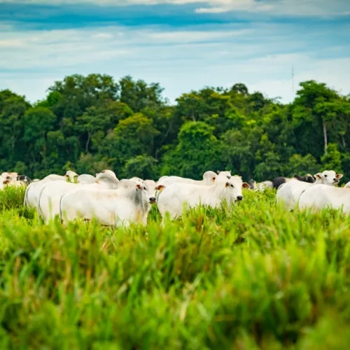 JBS e fundo para a Amazônia. Animais bovinos em pasto.