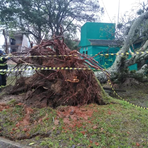 quatro árvores acabaram caindo devido o grande volume de chuva e vento em São Lourenço do Sul neste domingo (27). Foto: Divulgação/Corpo de Bombeiros de São Lourenço do Sul