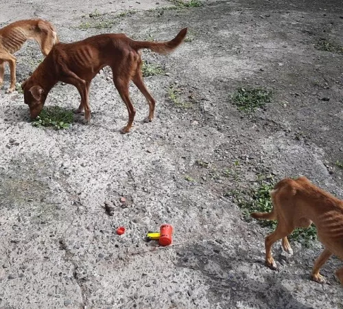Policiais encontraram os cachorros em situação de maus tratos. Foto: Divulgação/Polícia Civil 
