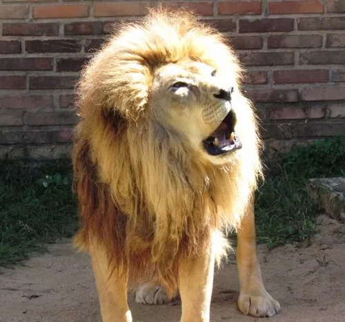O leão sofria de doença renal e já tinha idade avançada. Foto: Parque Zoológico de Sapucaia/Divulgação 