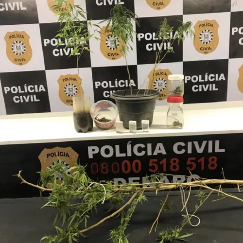 Apreensão de maconha cultivada na residência do servidos público preso em flagrante. Foto: Divulgação/Polícia Civil 
