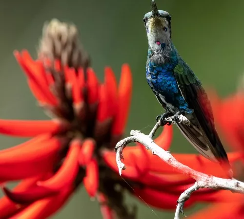 O bico-reto-azul se alimenta de néctar e é visto com mais frequência na região oeste. Foto: Mariano Pairet/Divulgação 