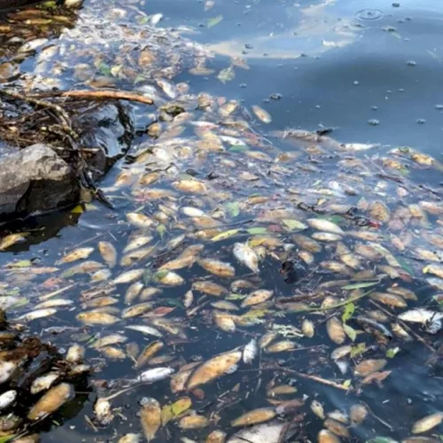 Peixes apareceram mortos no Rio Toropi, em São Martinho da Serra. Foto: Divulgação/ 2º BABM de Santa Maria 