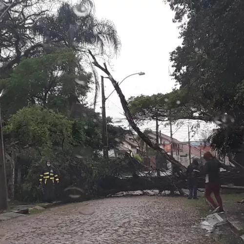 Queda de árvore na zona norte de Porto Alegre. Foto: EPTC / Divulgação