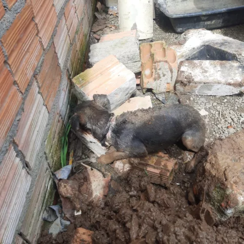 Brigadianos encontraram a cadela em um buraco. Foto: Divulgação/BM