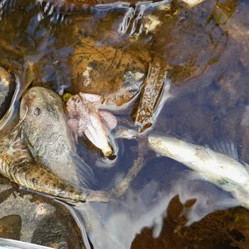 Os peixes mortos foram encontrados no Arroio Sampaio em Venâncio Aires. Foto: Divulgação/Prefeitura de Venâncio Aires 