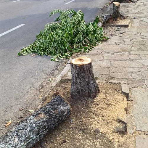 Corte das árvores chamaram atenção em Caxias do Sul. Foto: João Uez/Prefeitura de Caxias do Sul