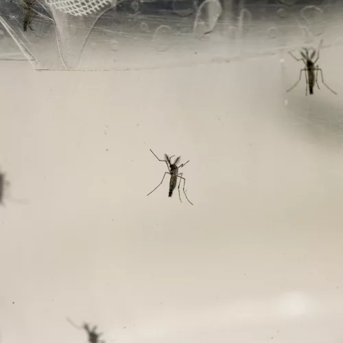 Detalhe de amostra com mosquitos Aedes aegypti. Crédito: Marcos Santos/Jornal da USP