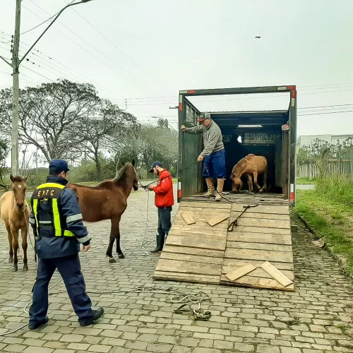 Agentes recolhem animais que estavam soltos pelas ruas da de Porto Alegre. Foto: EPTC/PMPA (arquivo)