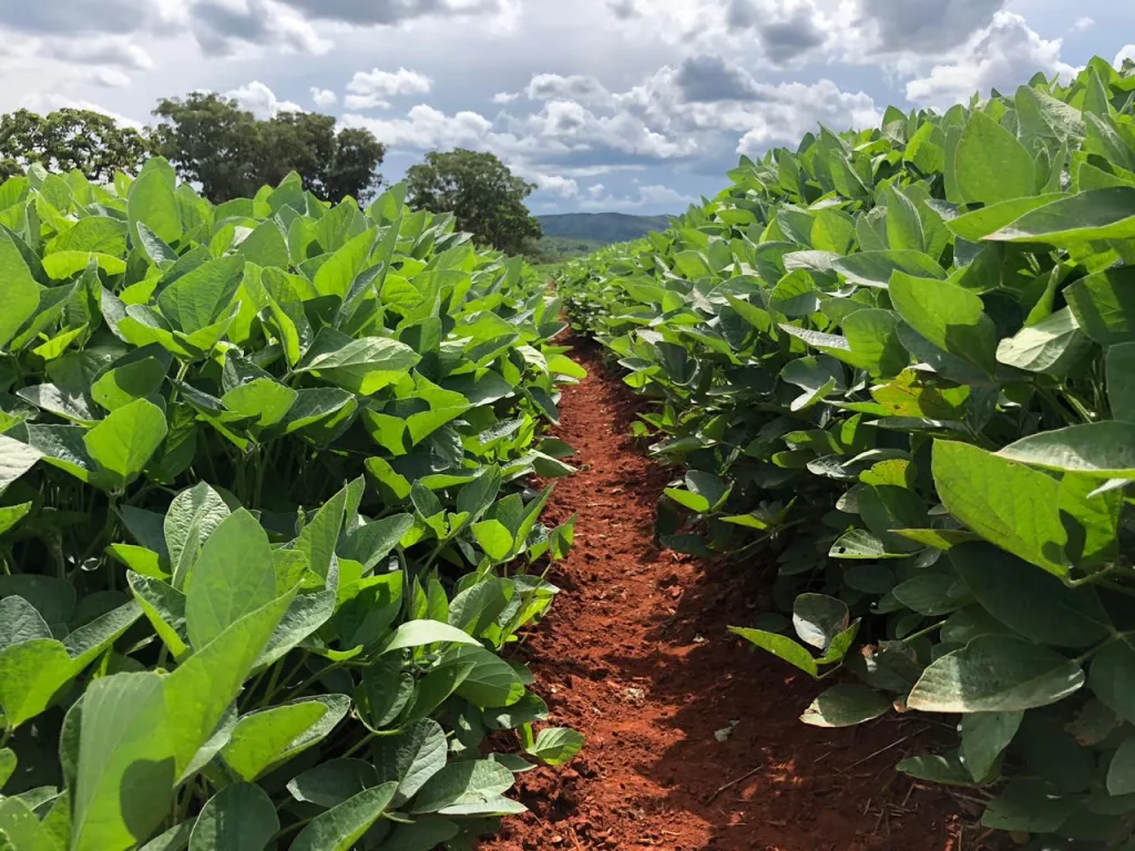 Imagem de lavoura de soja que utiliza bactérias inteligentes no solo. Foto: Divulgação 