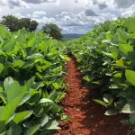 Imagem de lavoura de soja que utiliza bactérias inteligentes no solo. Foto: Divulgação 