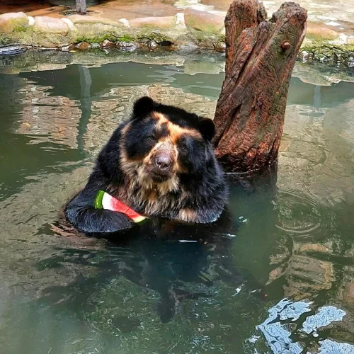Cocha, o urso-de-óculos, come seu pedaço de melancia enquanto se refresca em sua piscina particular - Foto: Parque Zoológico/Divulgação 